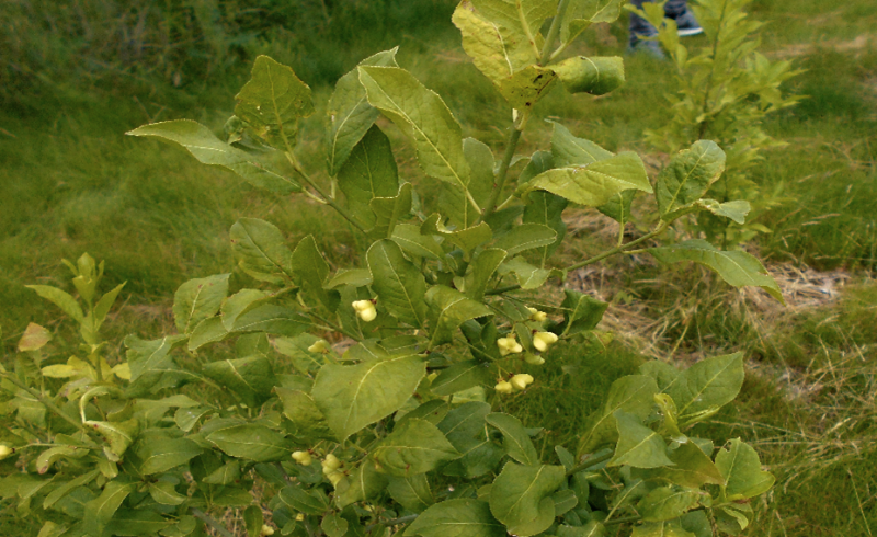 ÚSES v k.ú. Vysočany - Brslen evropský