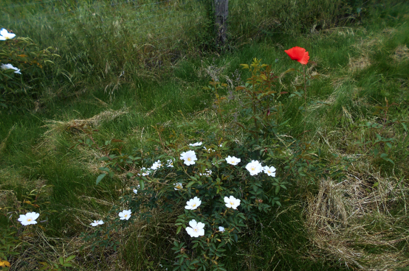 ÚSES v k.ú. Vysočany - Růže šípková
