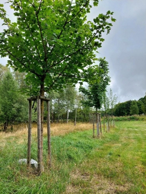 Náhradní výsadba Vejprty_img23.jpg