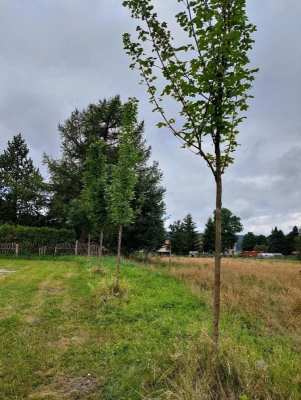 Náhradní výsadba Vejprty_img24.jpg