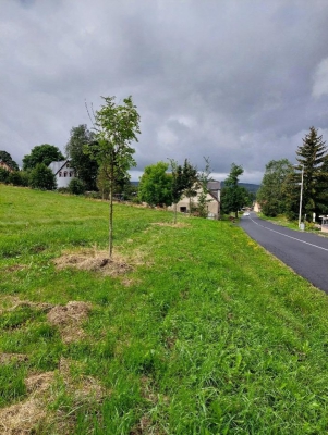 Náhradní výsadba Vejprty_img28.jpg