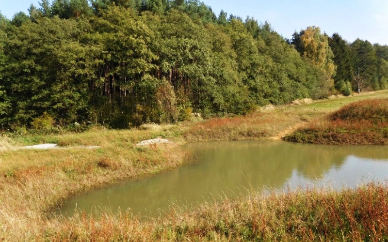 Bynovec - mokřad.jpg