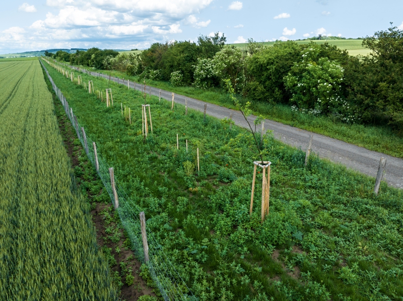 2024 5,76 ha BK16d, BK17a, BK17b a BC10 v k.ú. Veselí-Předměstí.jpg