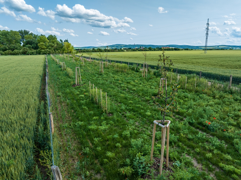 2024 5,76 ha BK16d, BK17a, BK17b a BC10 v k.ú. Veselí-Předměstí.jpg