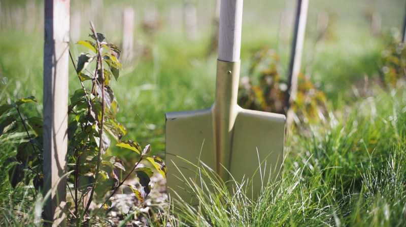 Zlatý rýč - biokoridor ve Vojkovicích u Brna